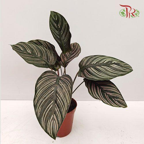 Calathea Sanderiana《粉双线竹芋》-Pudu Ria Florist-prflorist.com.my