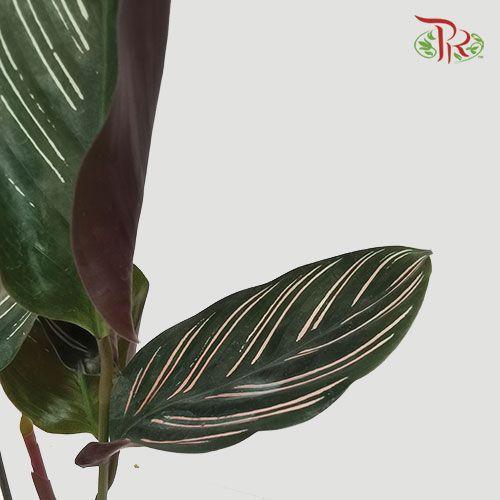 Calathea Sanderiana《粉双线竹芋》-Pudu Ria Florist-prflorist.com.my