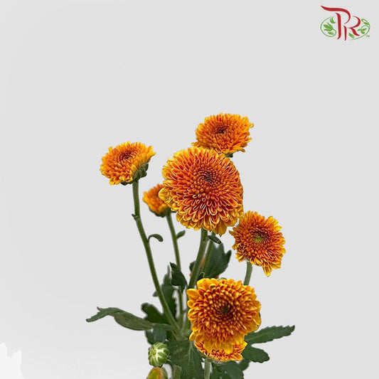 Calimero Mini Pom Pom - Orange (10 Stems)-Orange-Vietnam-prflorist.com.my