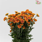 Calimero Mini Pom Pom - Orange (10 Stems)-Orange-Vietnam-prflorist.com.my