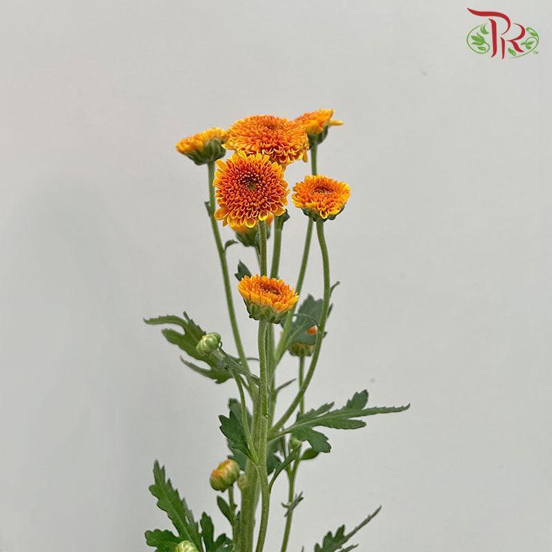 Calimero Mini Pom Pom - Orange (10 Stems)-Orange-Vietnam-prflorist.com.my