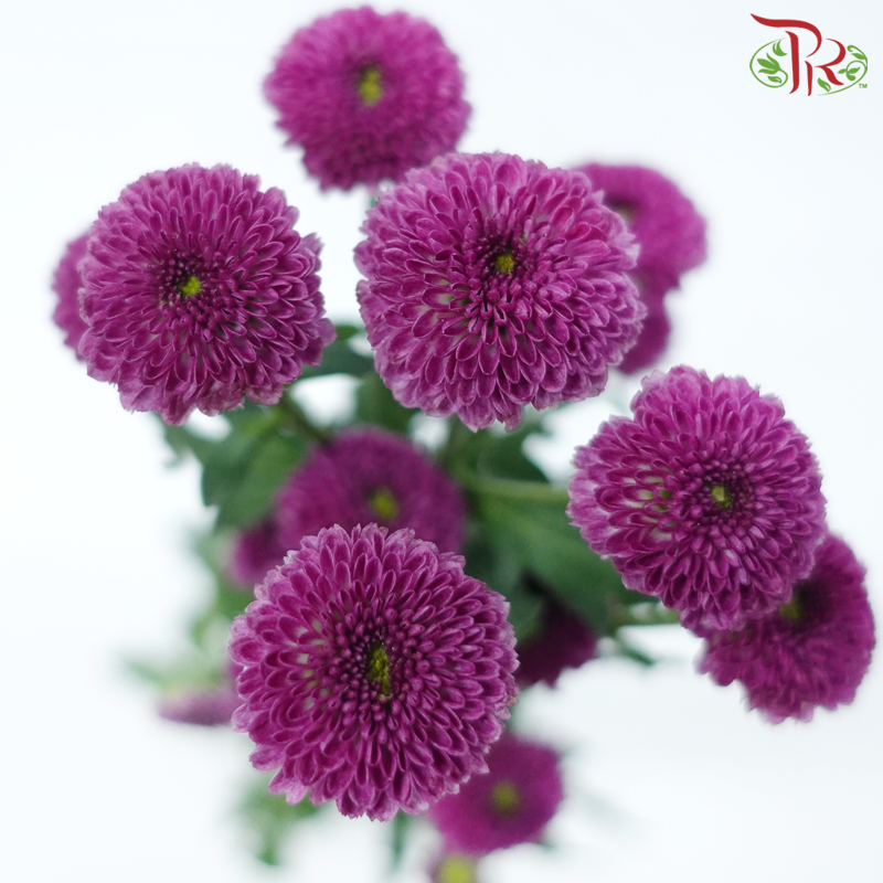 Calimero Mini Pom Pom - Purple (10 Stems)-Purple-Vietnam-prflorist.com.my