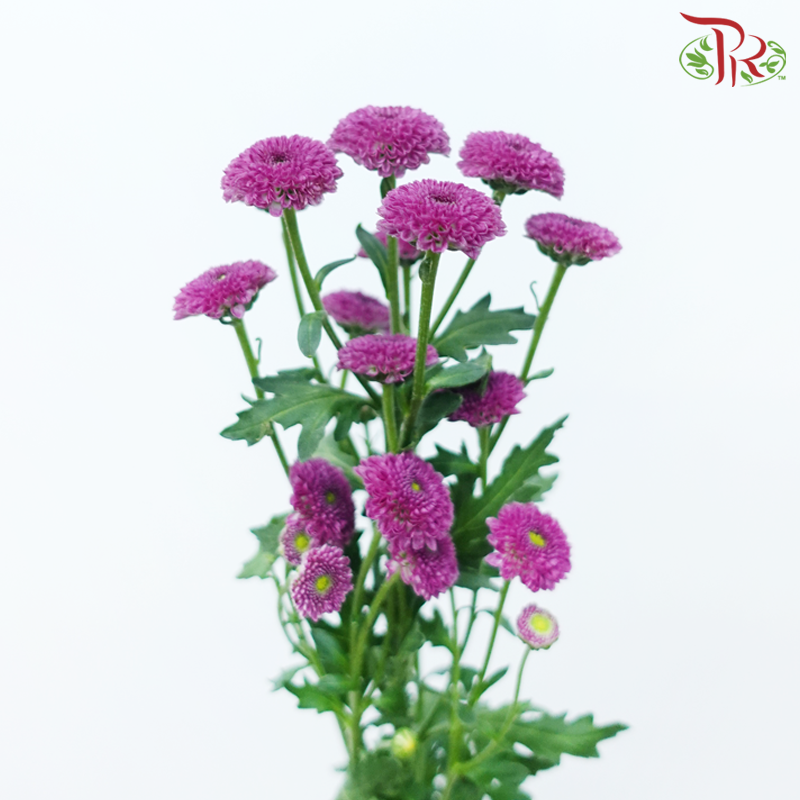 Calimero Mini Pom Pom - Purple (10 Stems)-Purple-Vietnam-prflorist.com.my