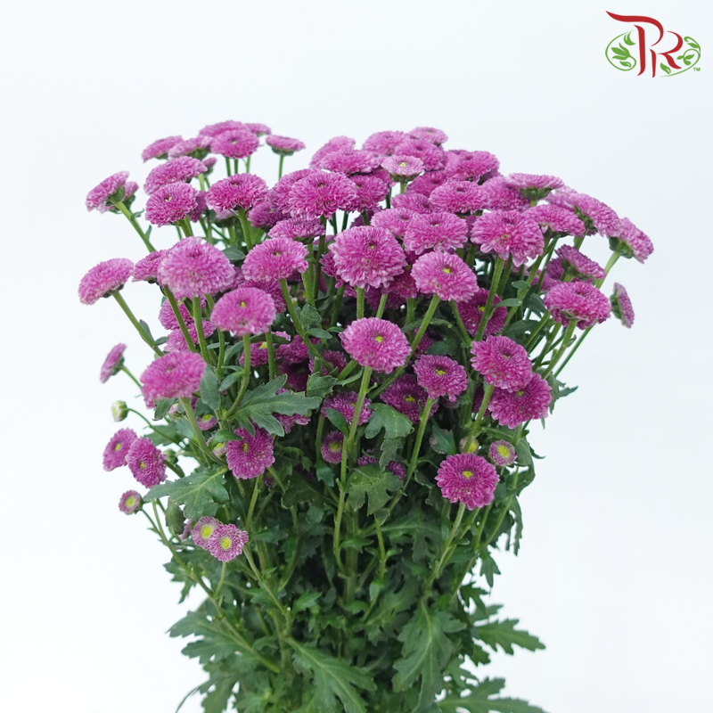 Calimero Mini Pom Pom - Purple (10 Stems)-Purple-Vietnam-prflorist.com.my