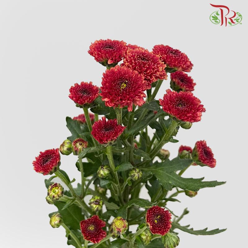 Calimero Mini Pom Pom - Red Improved (10 Stems)-Red-Vietnam-prflorist.com.my