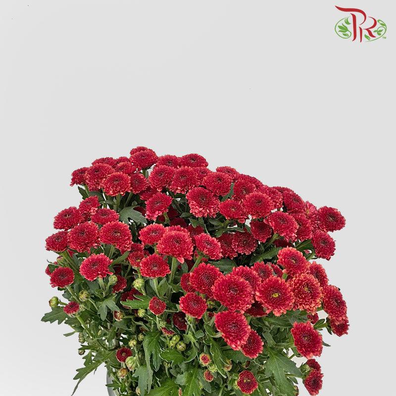 Calimero Mini Pom Pom - Red Improved (10 Stems)-Red-Vietnam-prflorist.com.my