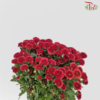 Calimero Mini Pom Pom - Red Improved (10 Stems)-Red-Vietnam-prflorist.com.my