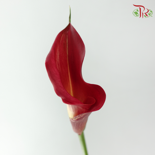 Calla Lily - Aruna (5 Stems)-Dark Pink-Netherland-prflorist.com.my