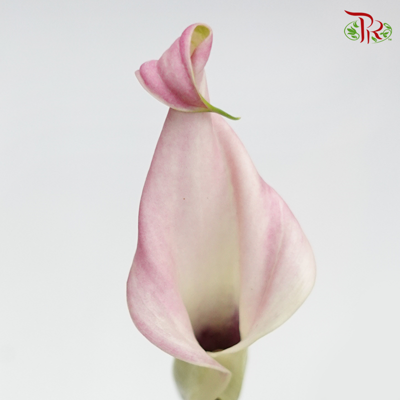 Calla Lily- Captain Manila (5 Stems)-Netherland-prflorist.com.my