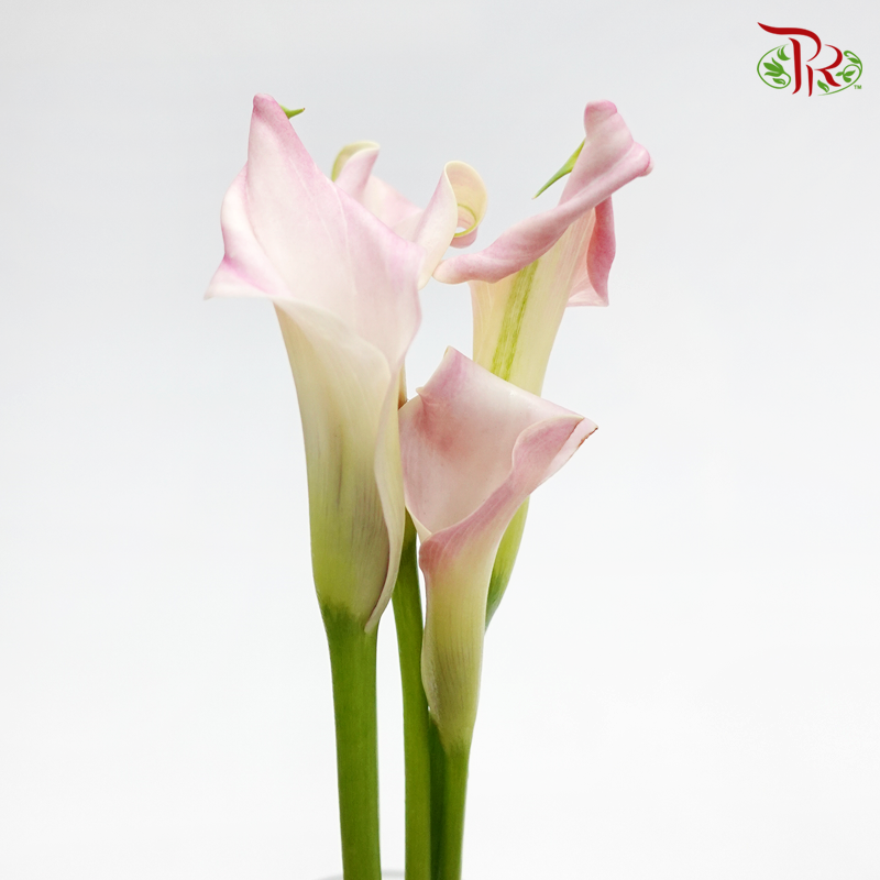 Calla Lily- Captain Manila (5 Stems)-Netherland-prflorist.com.my