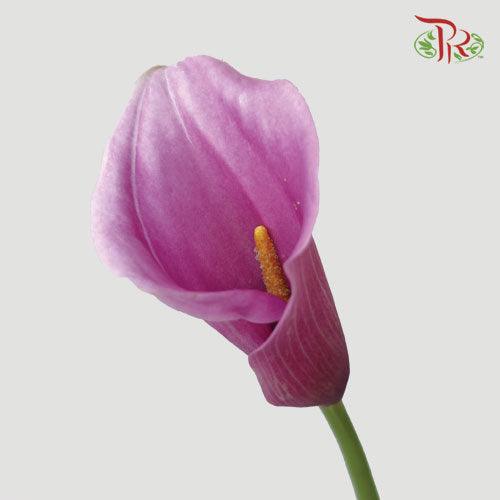 Calla Lily - Durban (5 Stems)-Pink-Vietnam-prflorist.com.my