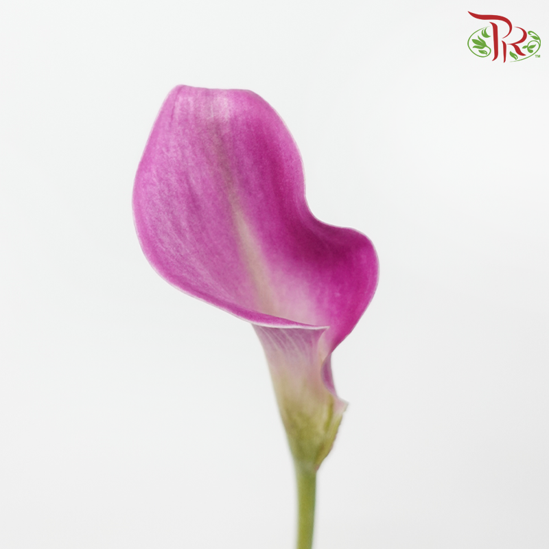 Calla Lily - Fantasia (5 Stems)-Dark Pink-Vietnam-prflorist.com.my