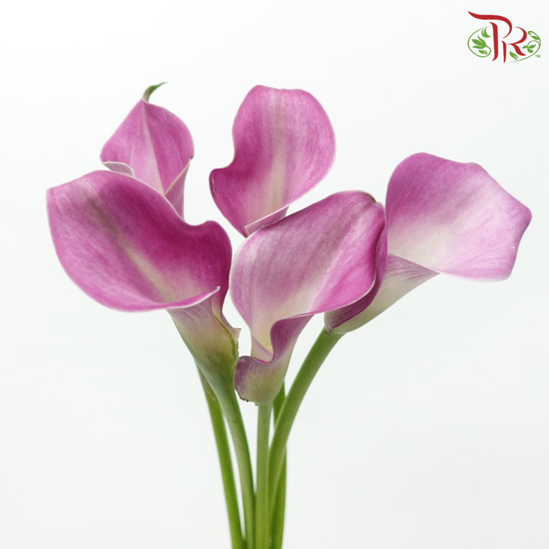 Calla Lily - Fantasia (5 Stems)-Dark Pink-Vietnam-prflorist.com.my