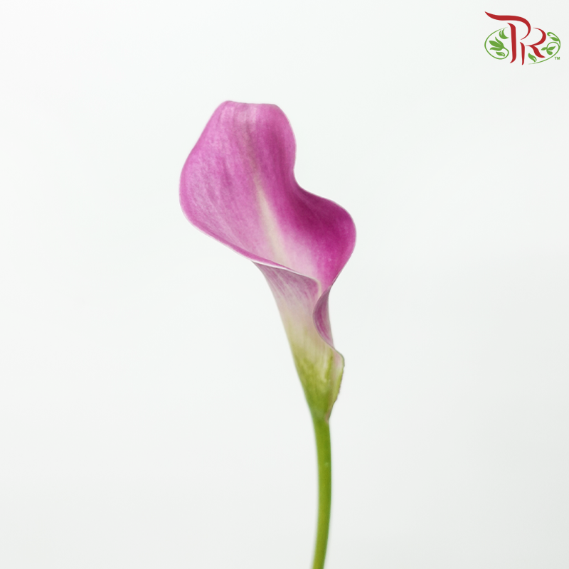 Calla Lily - Fantasia (5 Stems)-Dark Pink-Vietnam-prflorist.com.my