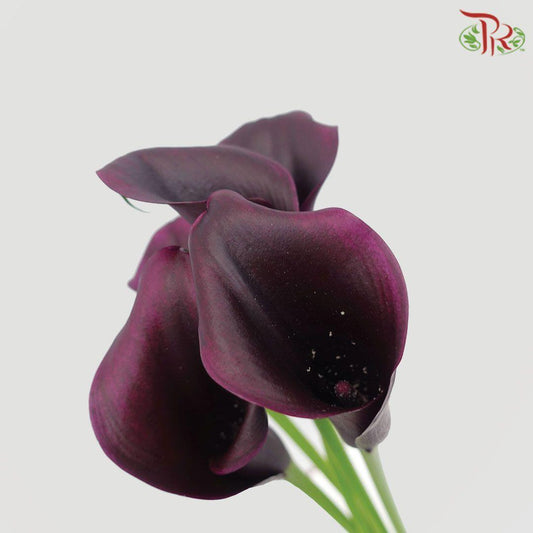 Calla Lily - Odessa (5 Stems)-Purple-Netherland-prflorist.com.my