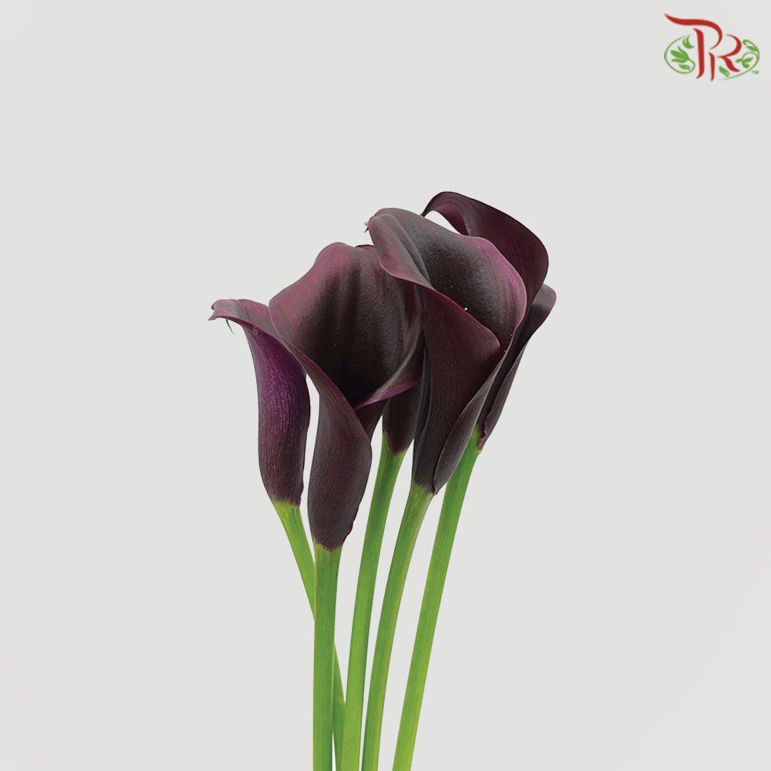 Calla Lily - Odessa (5 Stems)-Purple-Netherland-prflorist.com.my