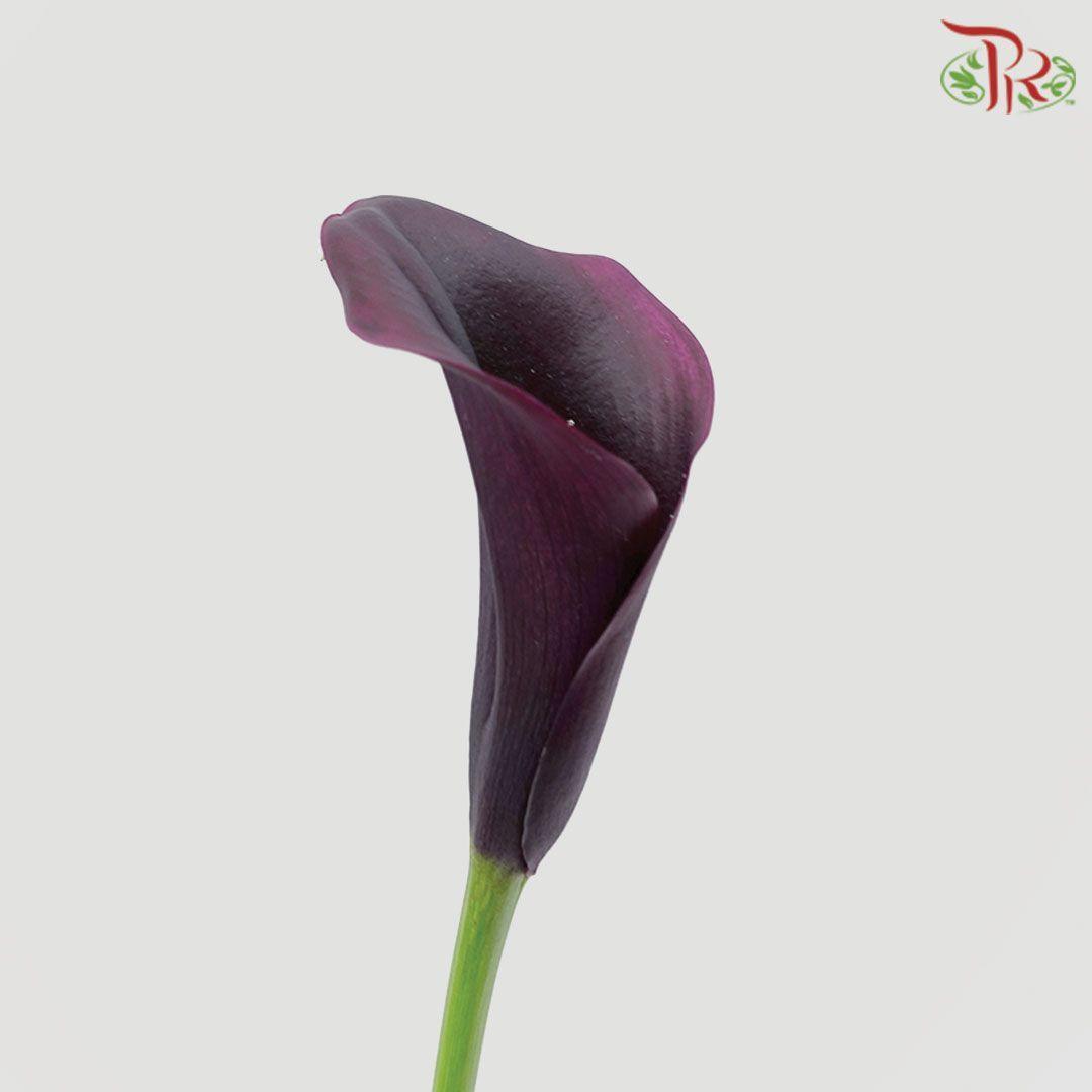 Calla Lily - Odessa (5 Stems)-Purple-Netherland-prflorist.com.my