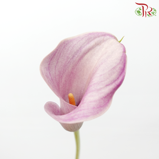 Calla Lily - Opera Mauve (5 Stems)-Opera Mauve-Netherland-prflorist.com.my