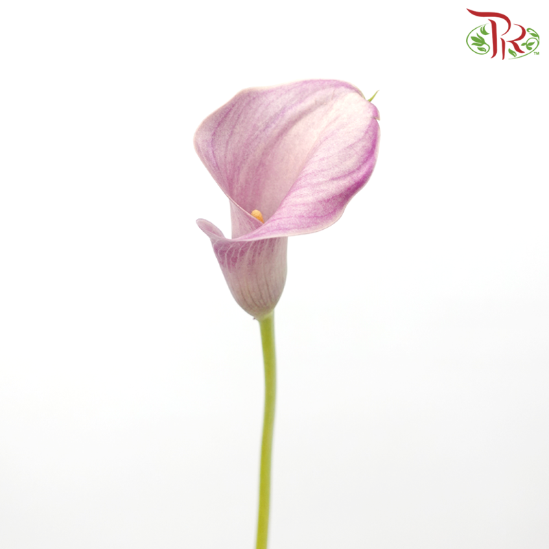 Calla Lily - Opera Mauve (5 Stems)-Opera Mauve-Netherland-prflorist.com.my