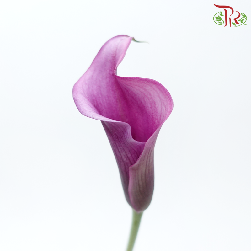 Calla Lily - Violet (5 Stems)-Violet-Vietnam-prflorist.com.my