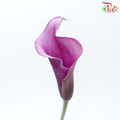 Calla Lily - Violet (5 Stems)-Violet-Vietnam-prflorist.com.my