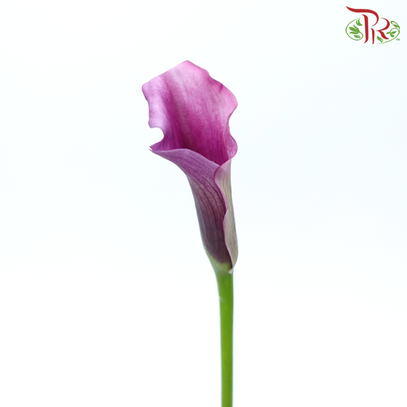 Calla Lily - Violet (5 Stems)-Violet-Vietnam-prflorist.com.my