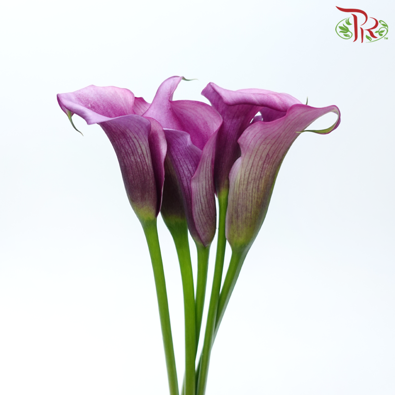 Calla Lily - Violet (5 Stems)-Violet-Vietnam-prflorist.com.my