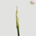 Calla Lily - White (10 Stems)-White-China-prflorist.com.my