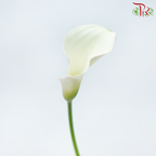 Calla Lily - White (5 Stems)-White-China-prflorist.com.my