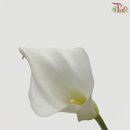 Calla Lily - White (5 Stems)-White-China-prflorist.com.my