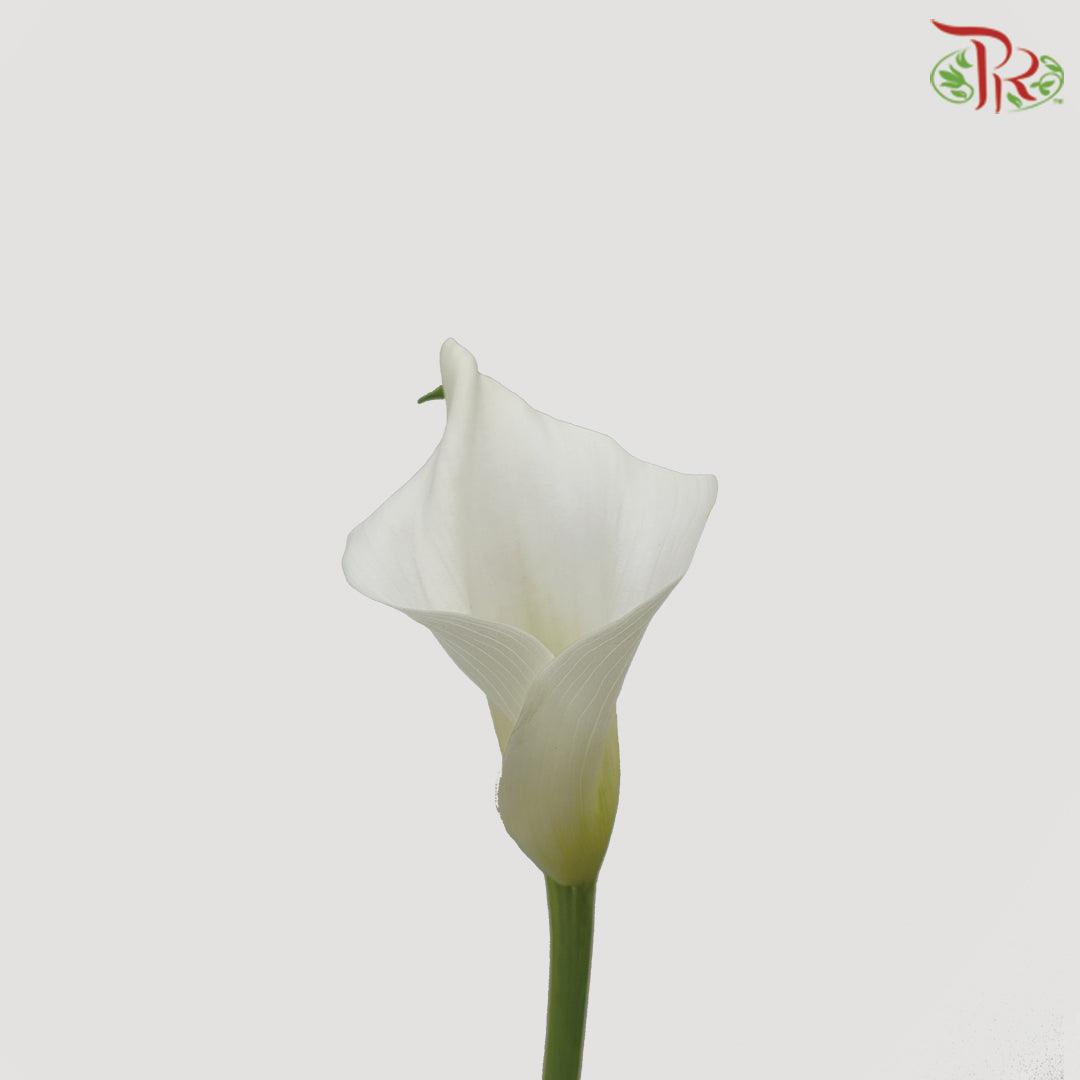 Calla Lily - White (5 Stems)-White-China-prflorist.com.my