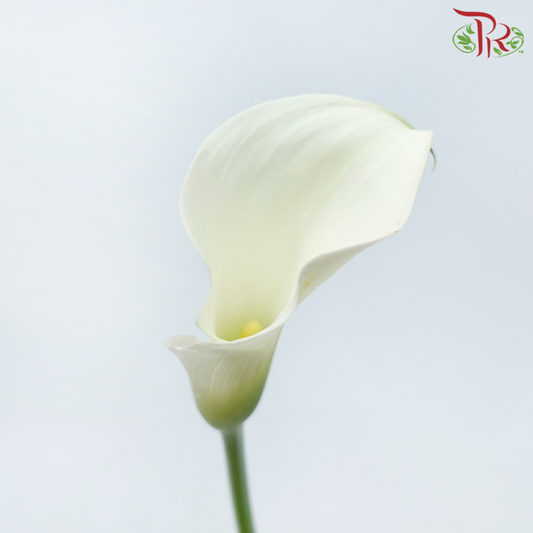 Calla Lily - White (5 Stems)-White-Netherland-prflorist.com.my