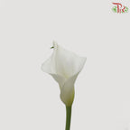 Calla Lily - White (5 Stems)-White-Netherland-prflorist.com.my