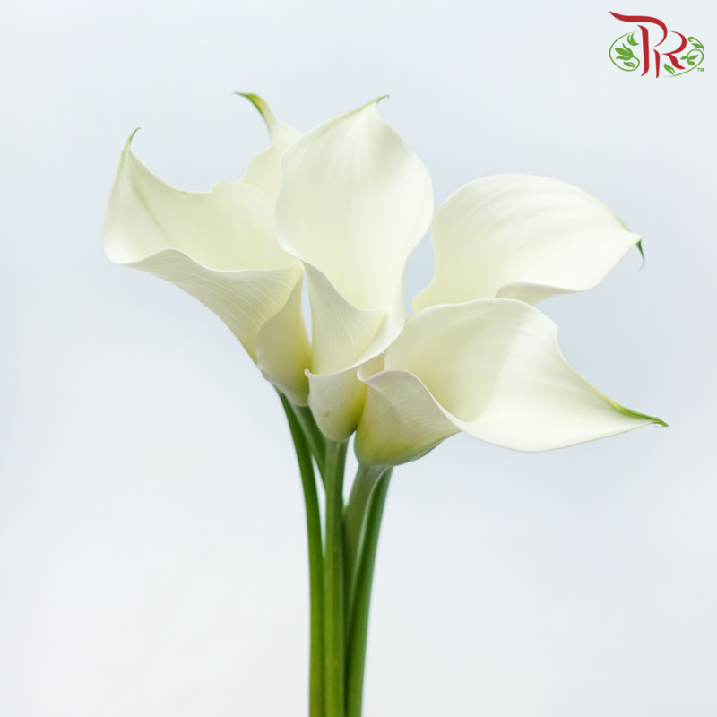 Calla Lily - White (5 Stems)-White-Netherland-prflorist.com.my