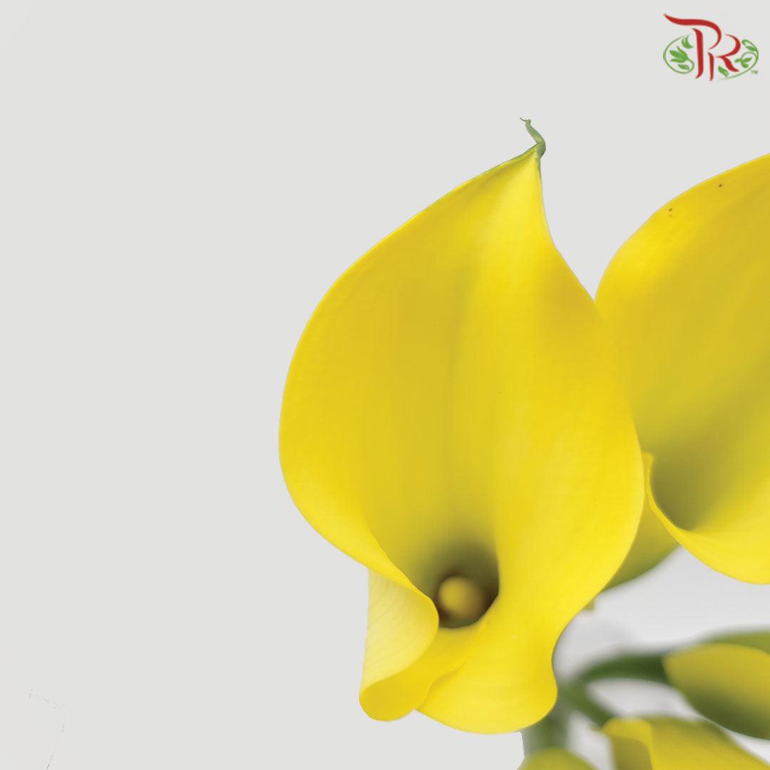 Calla Lily - Yellow (5 Stems)-Yellow-China-prflorist.com.my