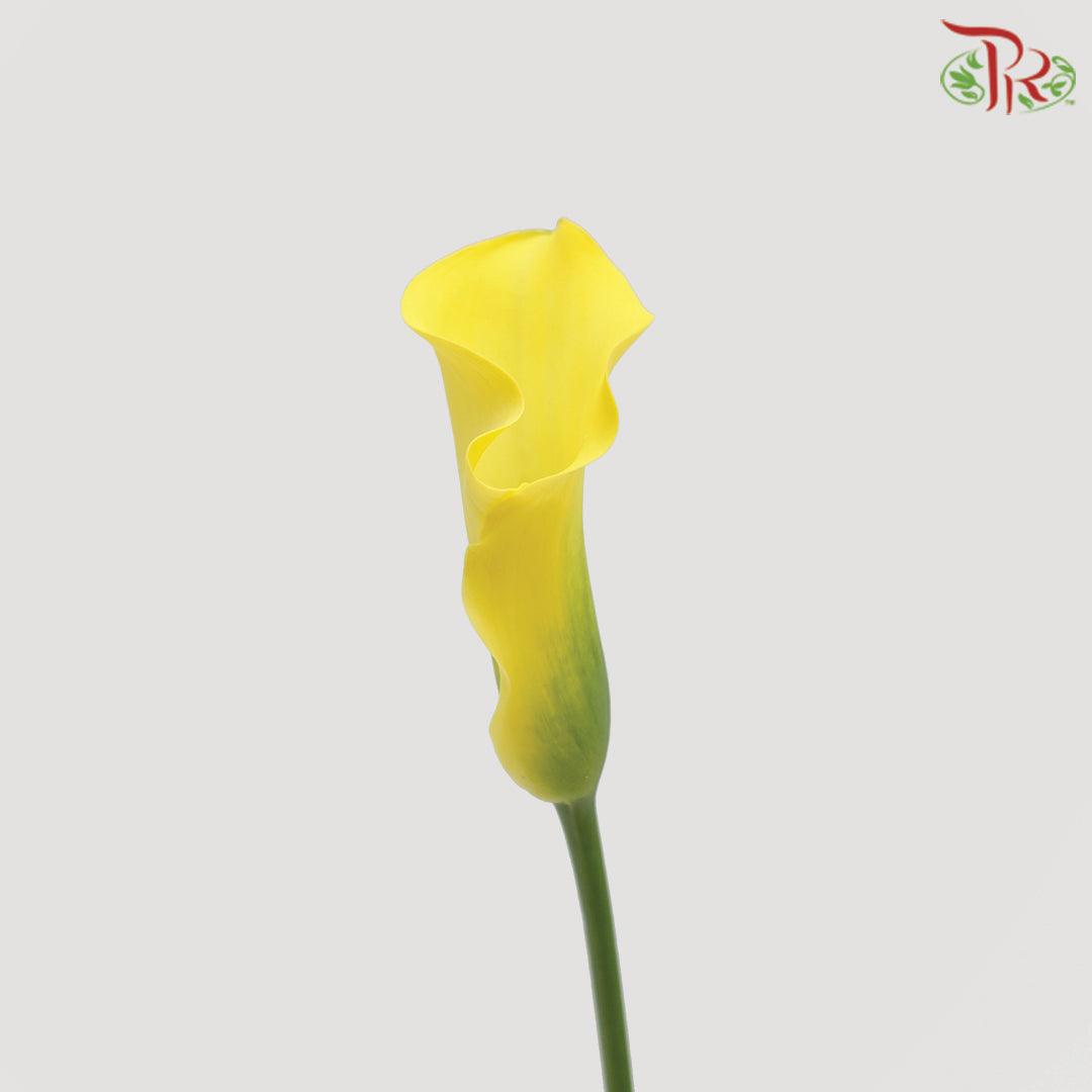 Calla Lily - Yellow (5 Stems)-Yellow-China-prflorist.com.my