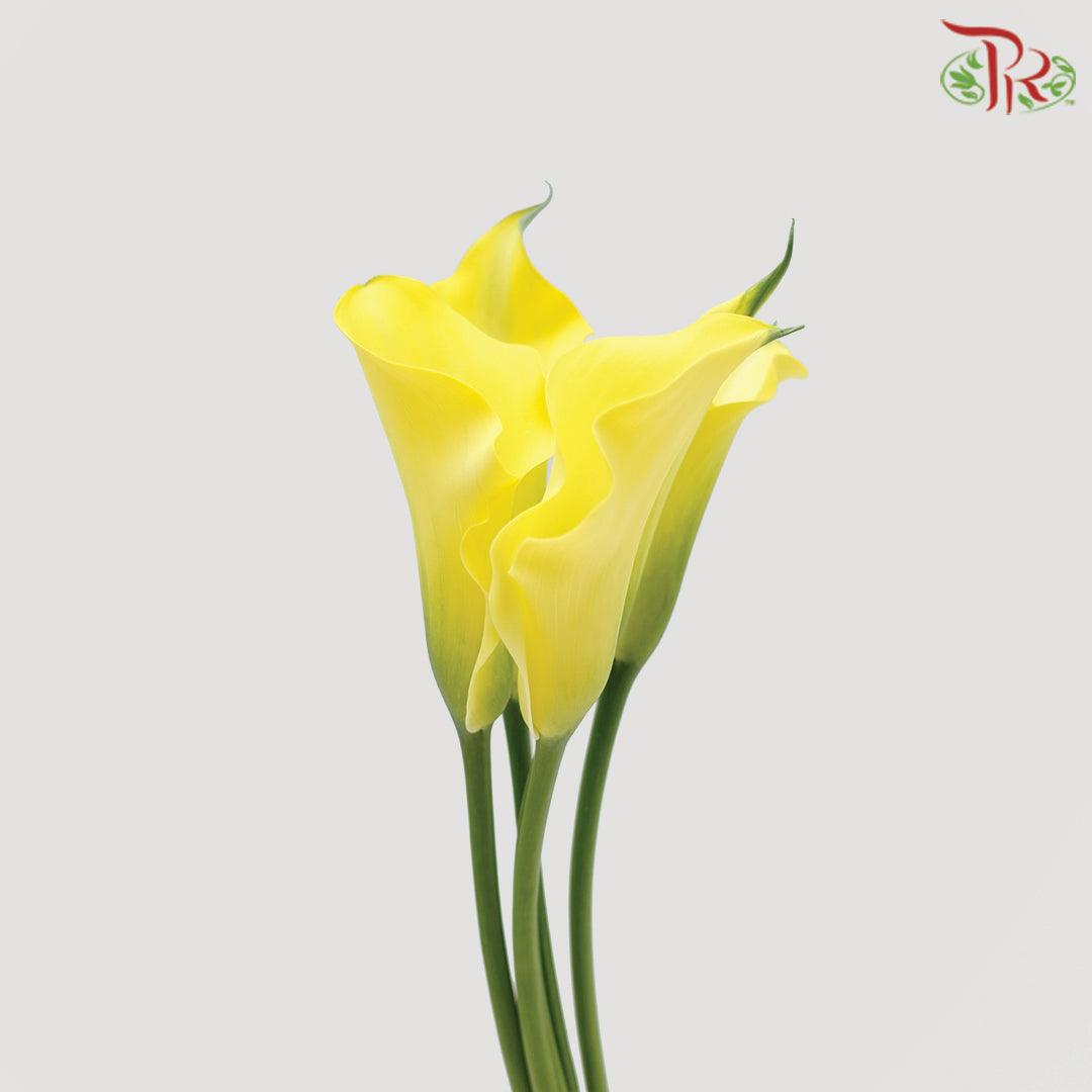 Calla Lily - Yellow (5 Stems)-Yellow-China-prflorist.com.my