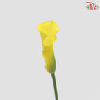Calla Lily - Yellow (5 Stems)-Yellow-Vietnam-prflorist.com.my