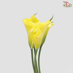 Calla Lily - Yellow (5 Stems)-Yellow-Vietnam-prflorist.com.my
