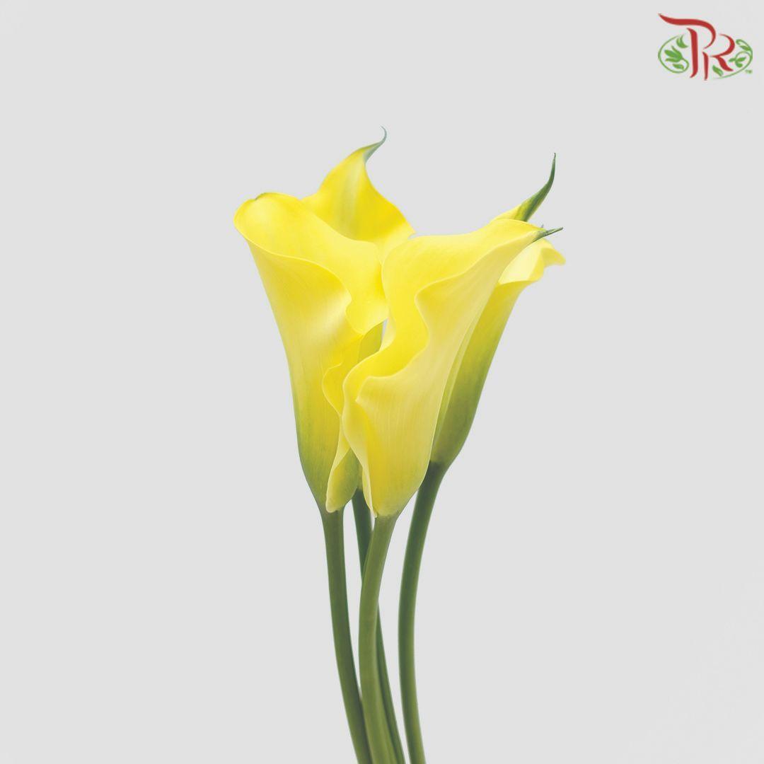 Calla Lily - Yellow (5 Stems)-Yellow-Vietnam-prflorist.com.my