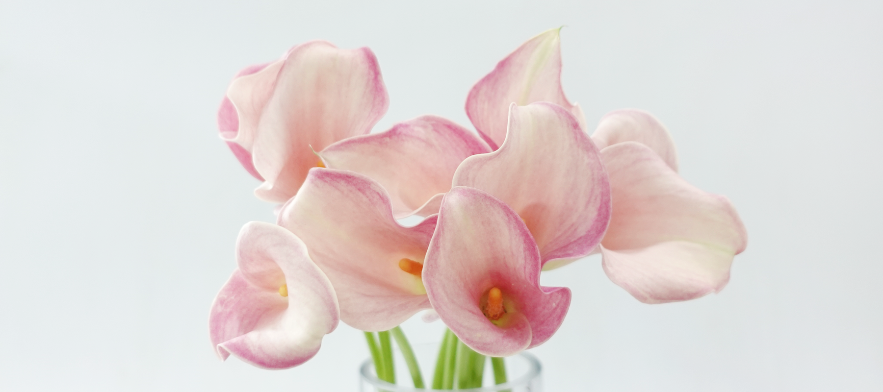 Calla Lily - Light Pink (5 Stems)