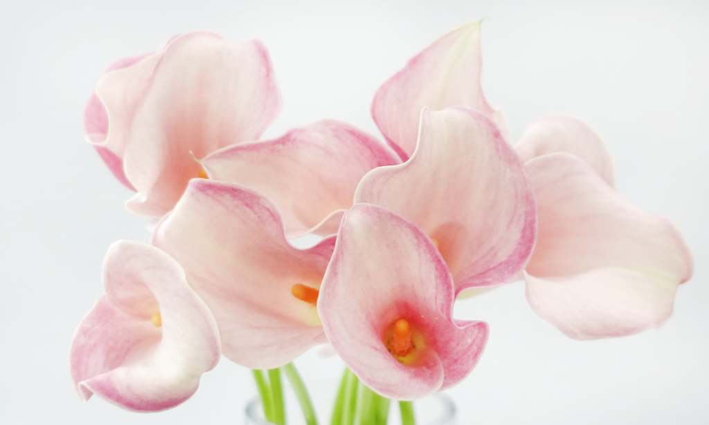 Calla Lily - Light Pink (5 Stems)