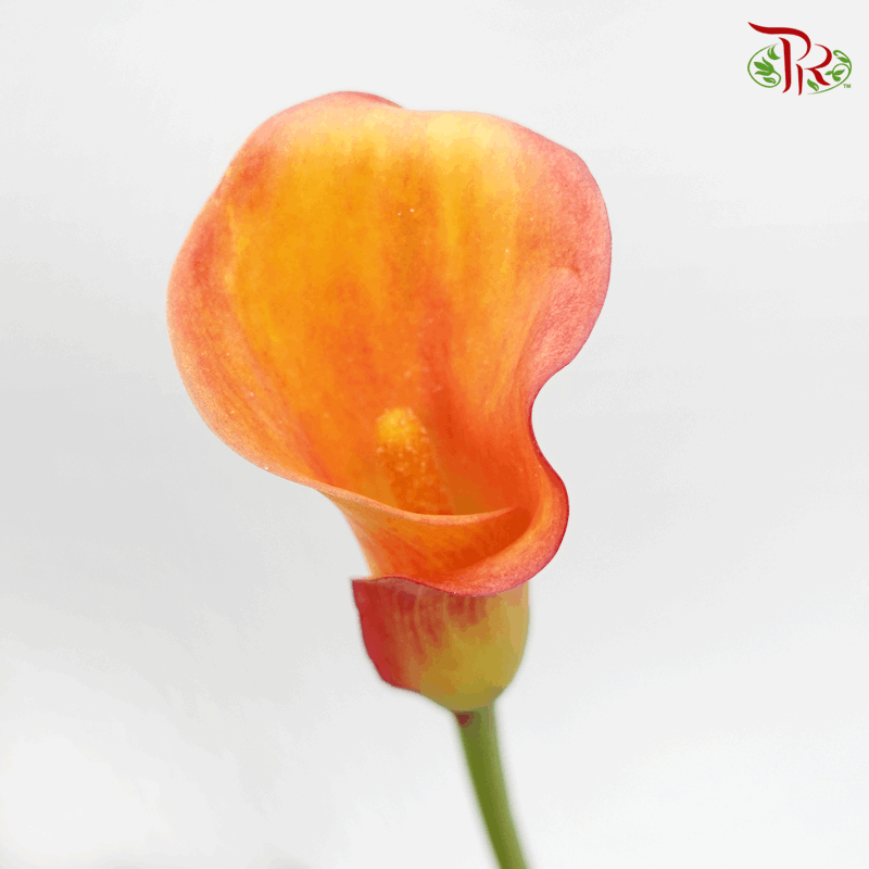 Calla Lily - Orange Red (5 Stems)