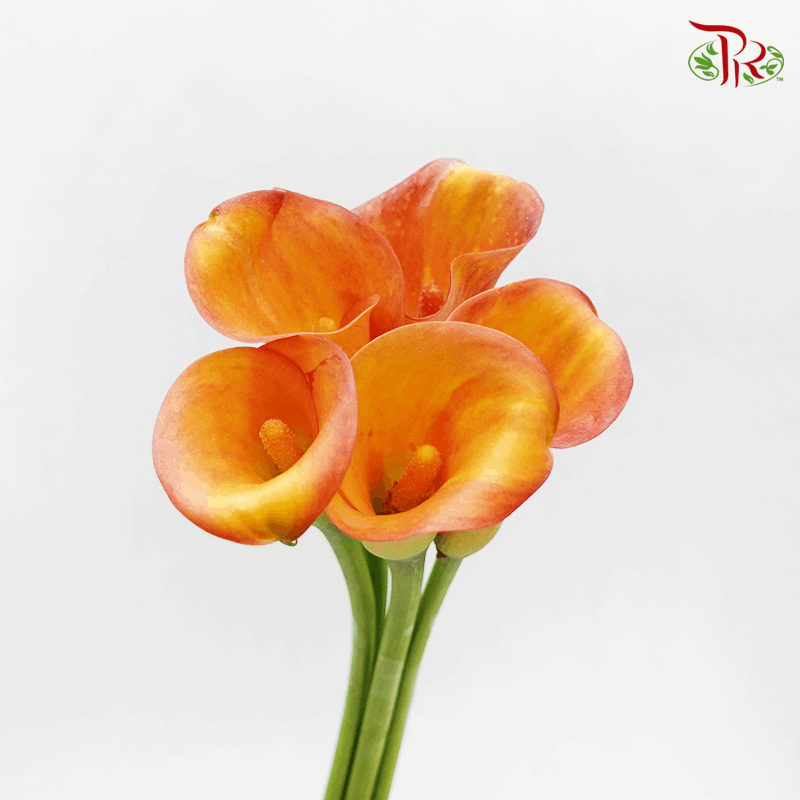 Calla Lily - Orange Red (5 Stems)