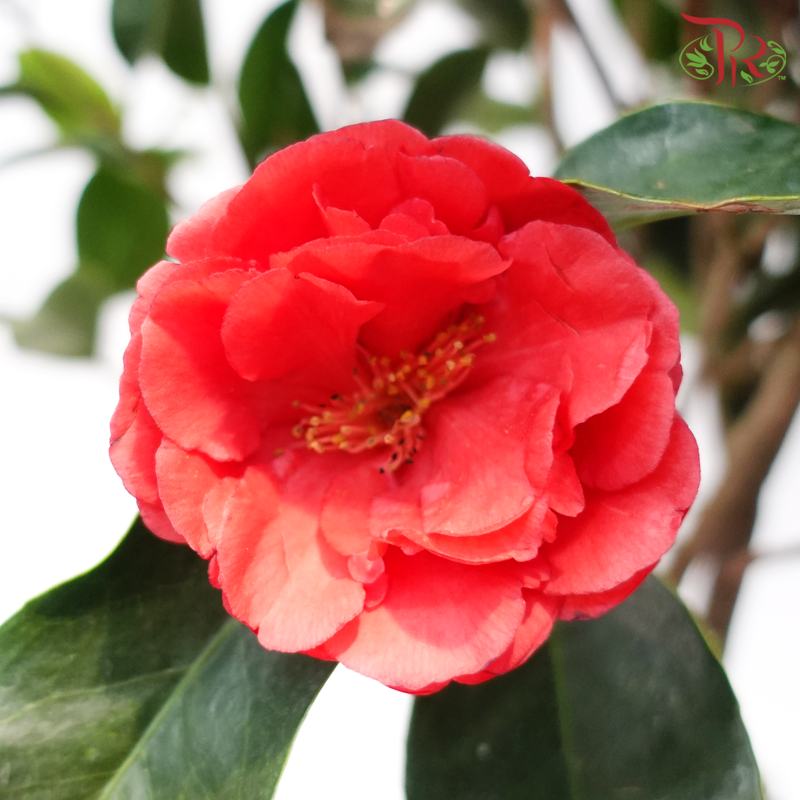 Camellia《山茶花》-Pudu Ria Florist-prflorist.com.my