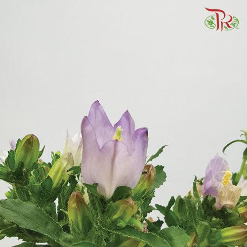 Campanula - Champion Type Lilac (5 Stems)-Purple-Vietnam-prflorist.com.my