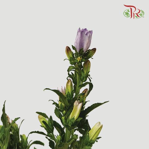 Campanula - Champion Type Lilac (5 Stems)-Purple-Vietnam-prflorist.com.my
