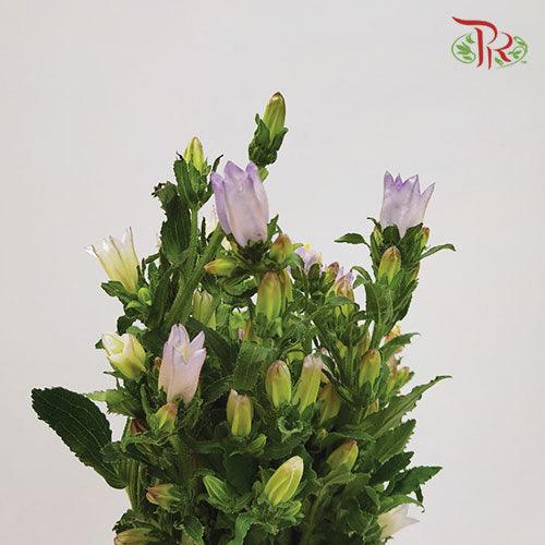 Campanula - Champion Type Lilac (5 Stems)-Purple-Vietnam-prflorist.com.my