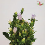 Campanula - Champion Type Lilac (5 Stems)-Purple-Vietnam-prflorist.com.my
