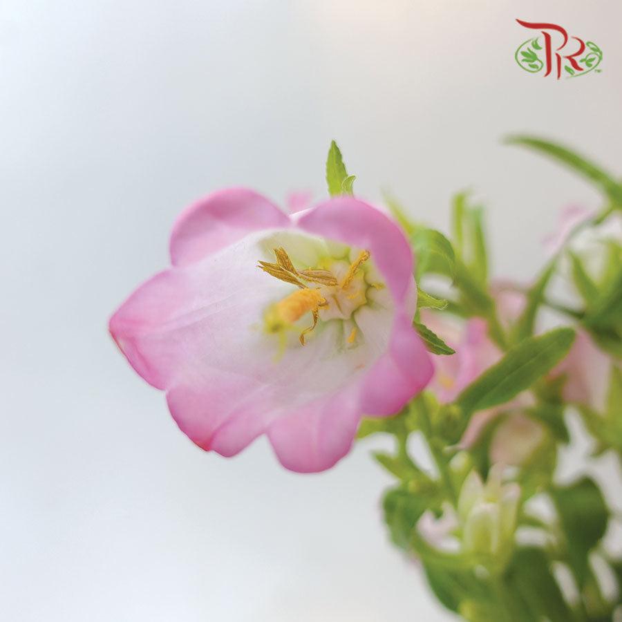 Campanula - Champion Type Pink (5 Stems)-Pink-Vietnam-prflorist.com.my